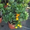 arancio in vaso