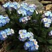 myosotis