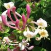 Lonicera implexa