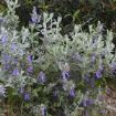 teucrium