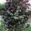tradescantia