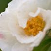 camellia_sasanqua