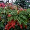 mahonia (japonica) - fonte: flickr