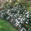 Viburnum_tinus