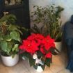 stella di natale e piante in casa