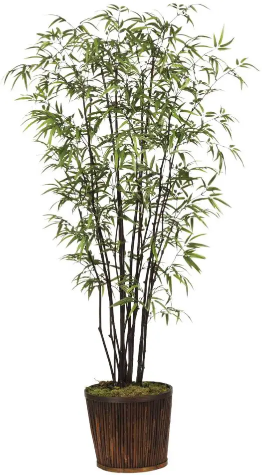 Consigli invernali per il bamboo in vaso, in balcone