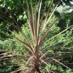 cordyline atropurpurea
