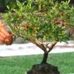 melograno in vaso - credit: bonsai empire