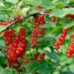 ribes