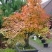 acero bonsai