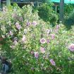 anisodontea