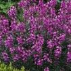 erysimum