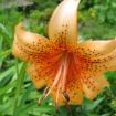 lilium henryi