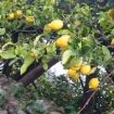 limoni ad albero