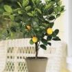 piantina di limone in vaso