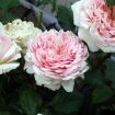 rosa inglese