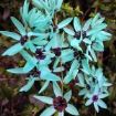 ixia viridiflora