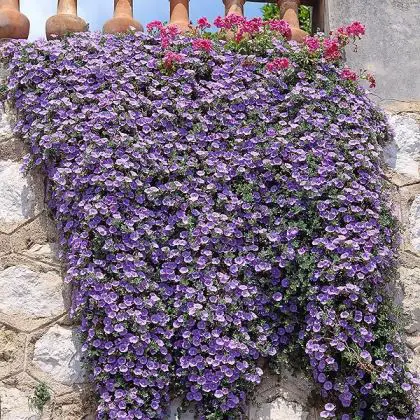 Il convolvulus sabatius: tappeto di bei fiori