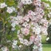 prunus serrulata amanogawa in fiore