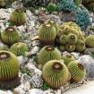 echinocactus grusonii