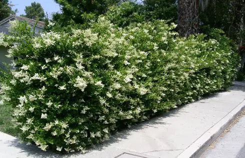 Il Ligustrum, arbusto sempreverde per formare siepi