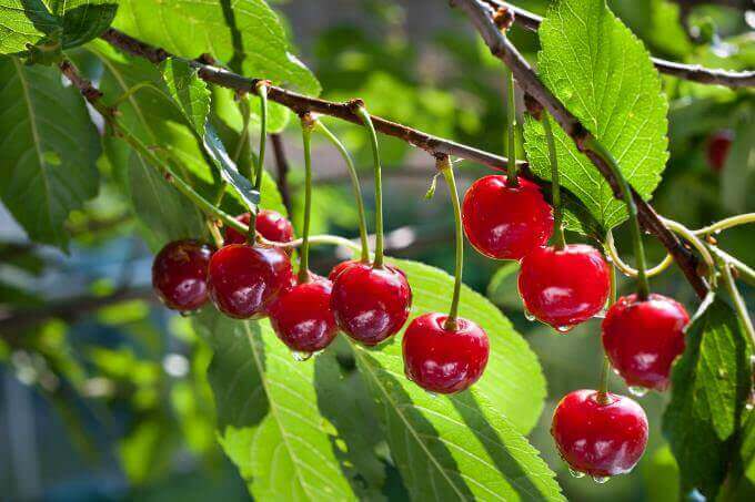 Il ciliegio e gli altri alberi da frutta: le cure dopo il raccolto e la potatura