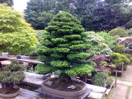 Il bonsai: consigli, domande, risposte e foto di bonsai Muffa sulla terra vaso