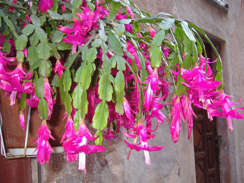 Come mantenere sano il cactus di natale verdeblog Piante grasse da appartamento con fiori