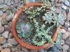 cactus in vaso