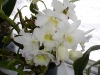 orchidea_dendrobium_spring