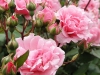 rosa-berenice