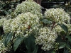 viburnum-cinnamonifolium