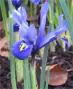 iris.miniatura Iris