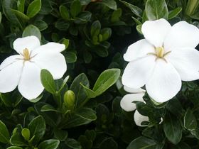 Fiori Gialli Gardenia.La Gardenia Consigli Per Mantenerla Sana E Bella Verdeblog