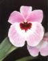 orchideamiltonia.thumbnail Miltonia roezlii