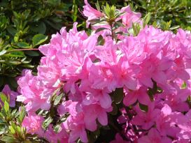 azaleaindica Azalea Indica