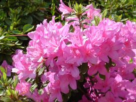 azaleaindica Azalea Indica