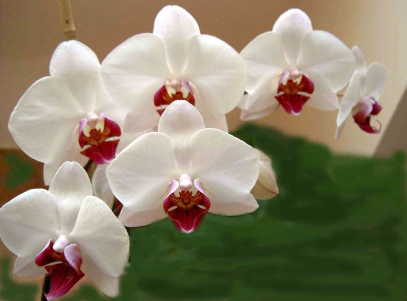 Orchidea Phalaenopsis Verdeblog