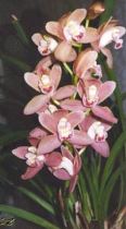 Orchidea Cimbidio