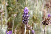 Lavanda Consigli Domande E Risposte Sulla Lavanda Verdeblog