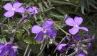 viola-ciocca Viola ciocca: consigli per fiori sulla viola ciocca