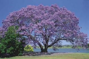 Jacaranda Albero Sempreverde Consigli Sulla Jacaranda Verdeblog