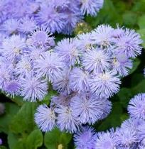 Agerato / Ageratum, pianta dai fiori blu
