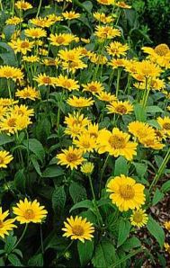 heliopsis Heliopsis (Il falso girasole)