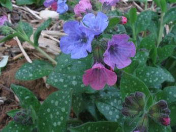 pulmonaria Pulmonaria (Fiori d'ambra)