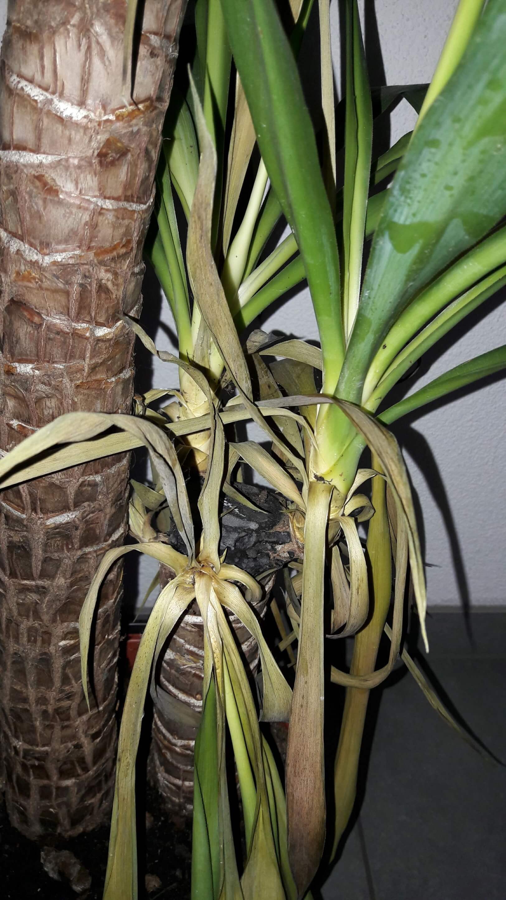 La yucca (tronchetto della felicità ) verdeblog Come potare il tronchetto della felicità