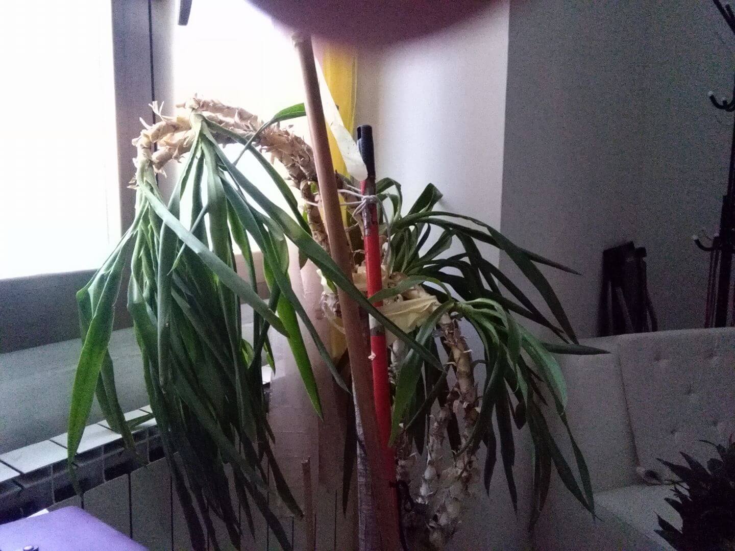 La yucca (tronchetto della felicità ) verdeblog Come potare il tronchetto della felicità
