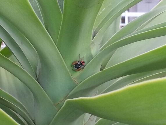 La yucca (tronchetto della felicità ) verdeblog Tronchetto della felicità foglie gialle