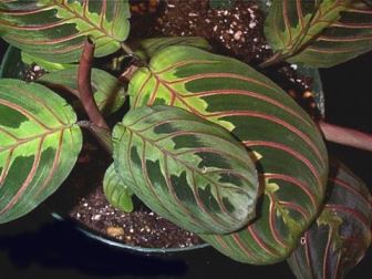 maranta La Maranta