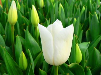 Tulipano Consigli E Domande Su Tulipani Bulbi Vasi Fiori